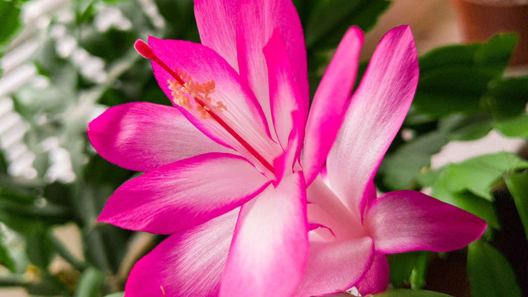 Szlumbergera, fot. Tomasz Celmer