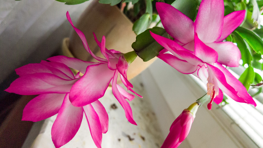 Szlumbergera, fot. Tomasz Celmer