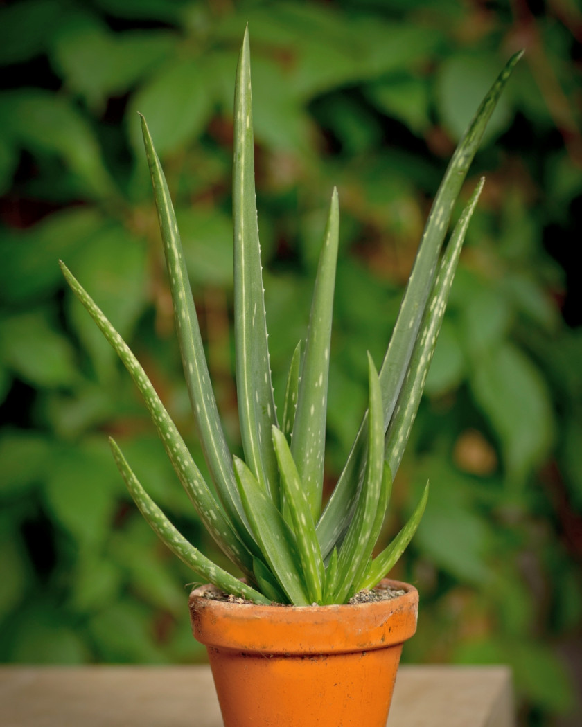 Aloes (Aloe vera)