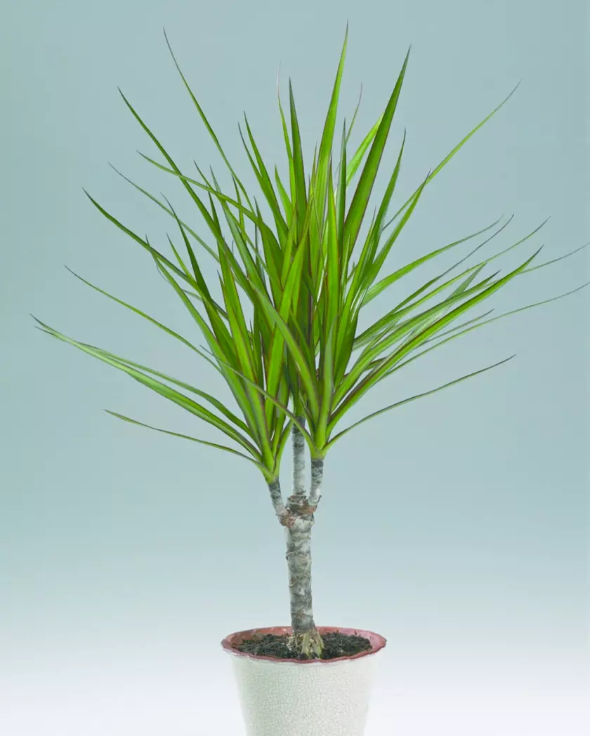 Dracena obrzeżona (Dracaena marginata)