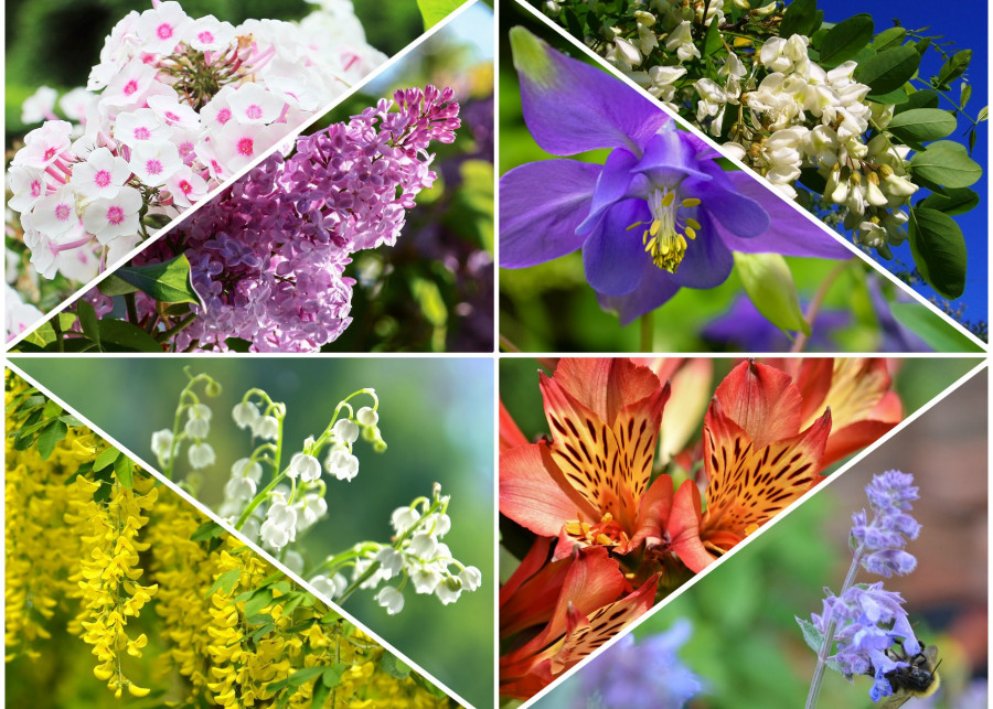 Kwiaty pełni wiosny: co kwitnie w maju, fot. Pixabay