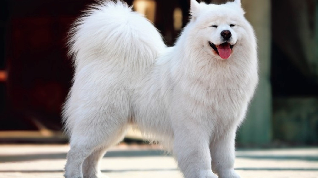 Samojed, fot. dreamstime.com