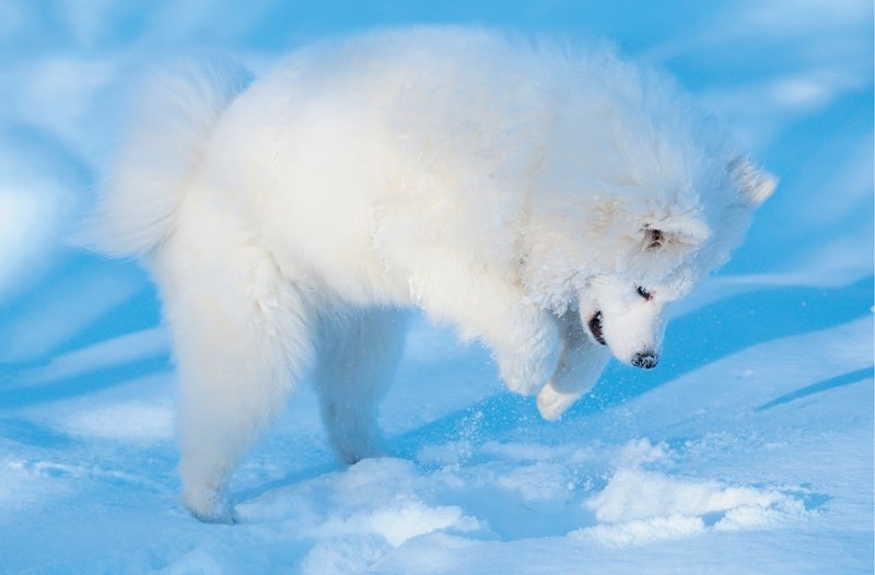 Samojed uwielbia bawić się w śniegu