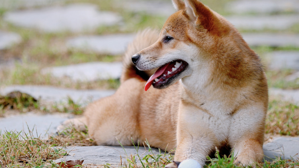 Shiba Inu, fot. Jaycee Xie - Unsplash