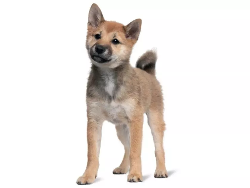 3 miesięczny Shiba Inu