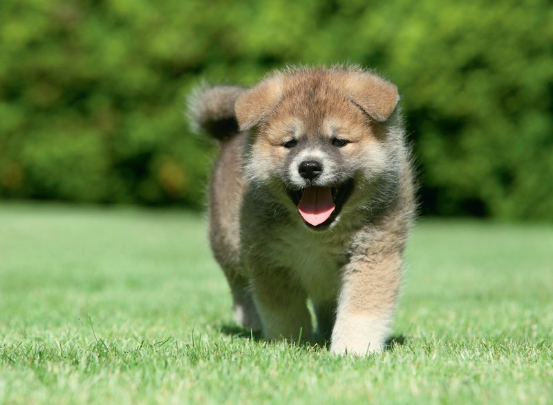 Shiba Inu - szczeniak