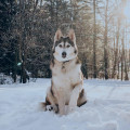 Siberian husky w ogrodzie | Dobre rady ekspertów