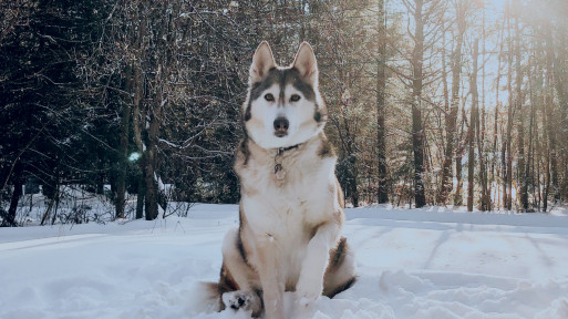 Siberian husky w ogrodzie | Dobre rady ekspertów