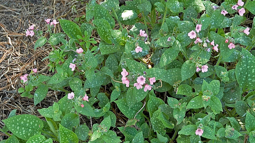 Pulmonaria saccharata, fot. Wouter Hagens - Wikimedia Commons