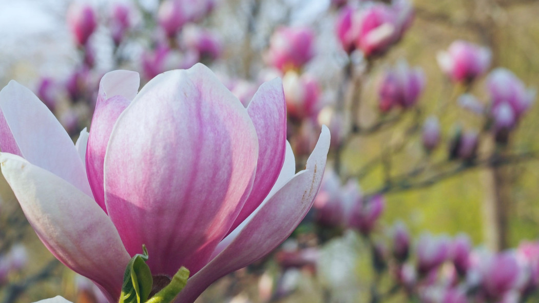 Najpiękniejsze gatunki i odmiany magnolii, fot. pictolina - Pixabay