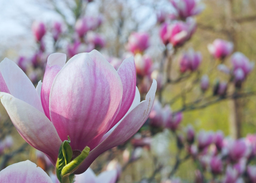 Najpiękniejsze gatunki i odmiany magnolii, fot. pictolina - Pixabay