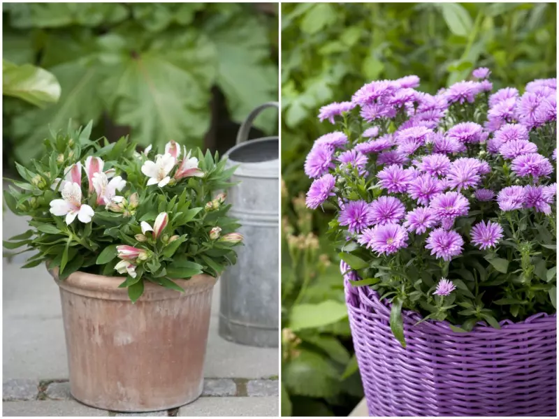 Alstromeria i aster nowobelgijski