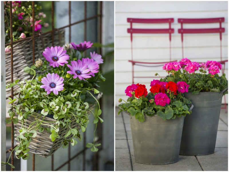 Osteospermum i pelargonia rabatowa