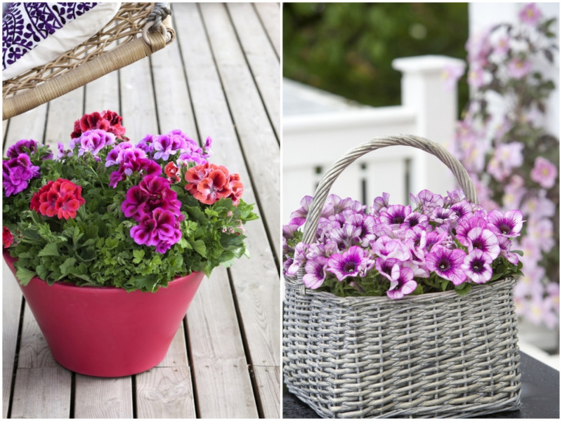 Pelargonia angielska i petunia