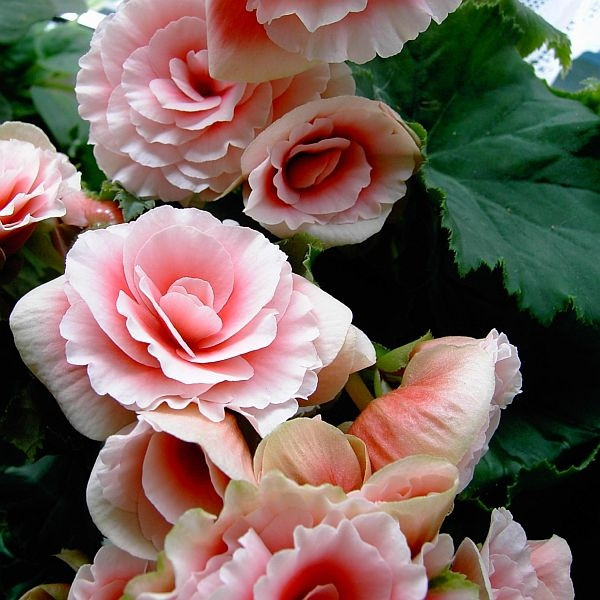 Begonia bulwiasta