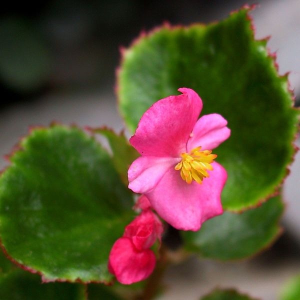 Begonia stale kwitnąca