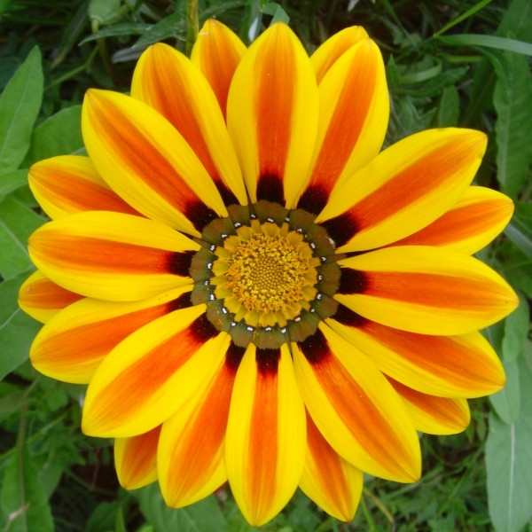 Gazania lśniąca