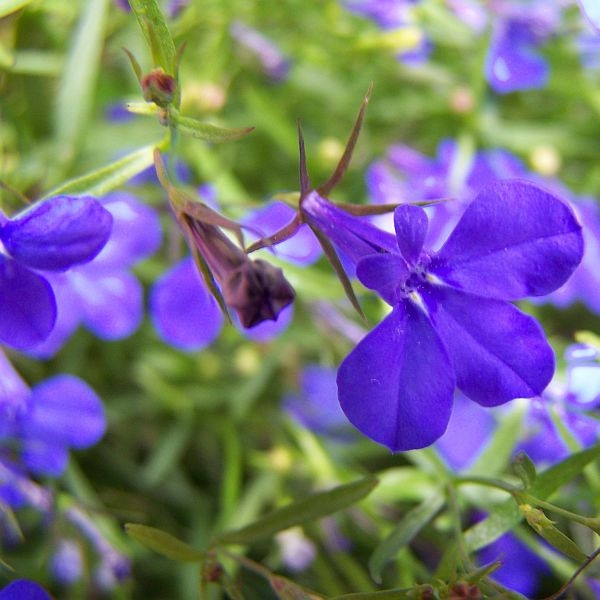 Lobelia przylądkowa