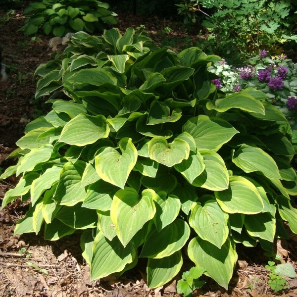 Hosta, fot. Christopher Gosselin - Flickr