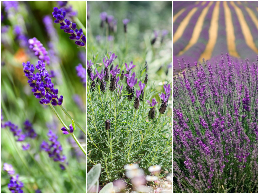 Lawenda (łac. Lavandula)