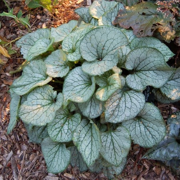 Brunnera wielkolistna, fot. Derek Ramsey (CC-BY-SA-2.5) - Wikimedia Commons