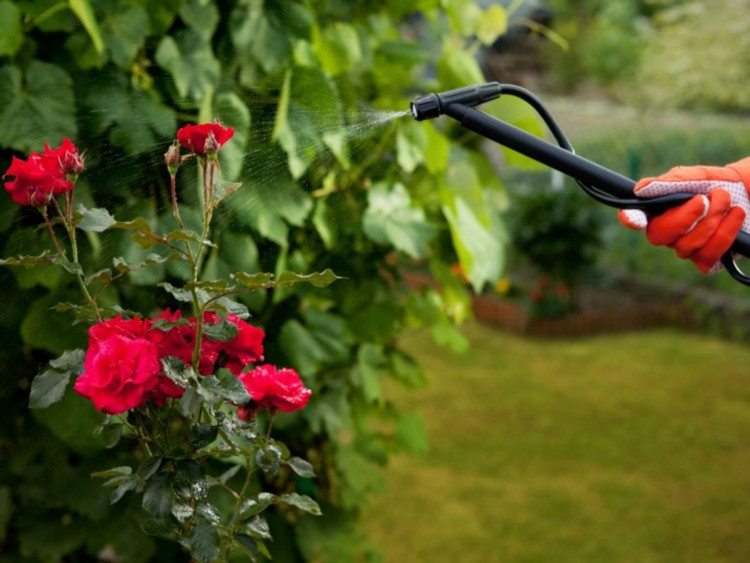 Choroby róż: rozpoznawanie i zwalczanie + lista preparatów