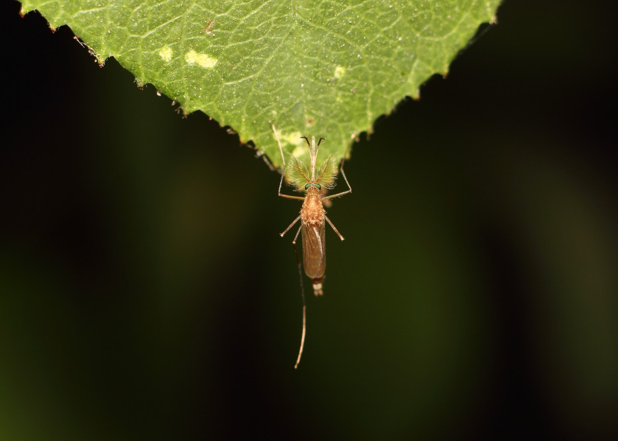Jak pozbyć się komarów z domu i ogrodu, fot. Агзам Гайсин - Pixabay