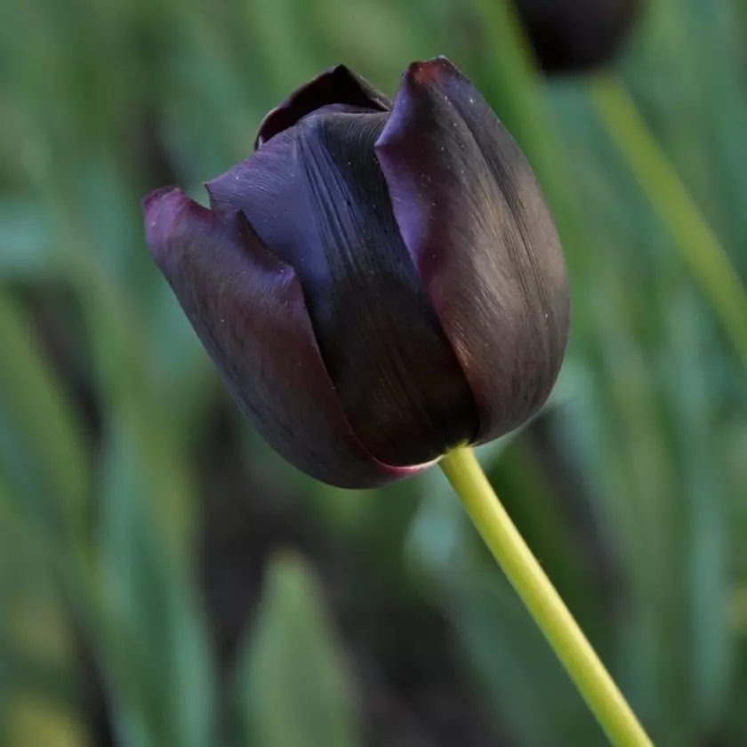 Tulipan 'Queen of Night'