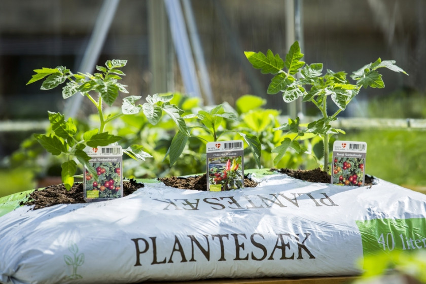 Uprawa warzyw w workach z podłożem, fot. Flora Dania