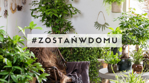 Urban Jungle | Jak założyć dżunglę w domu? Jakie rośliny doniczkowe wybrać?