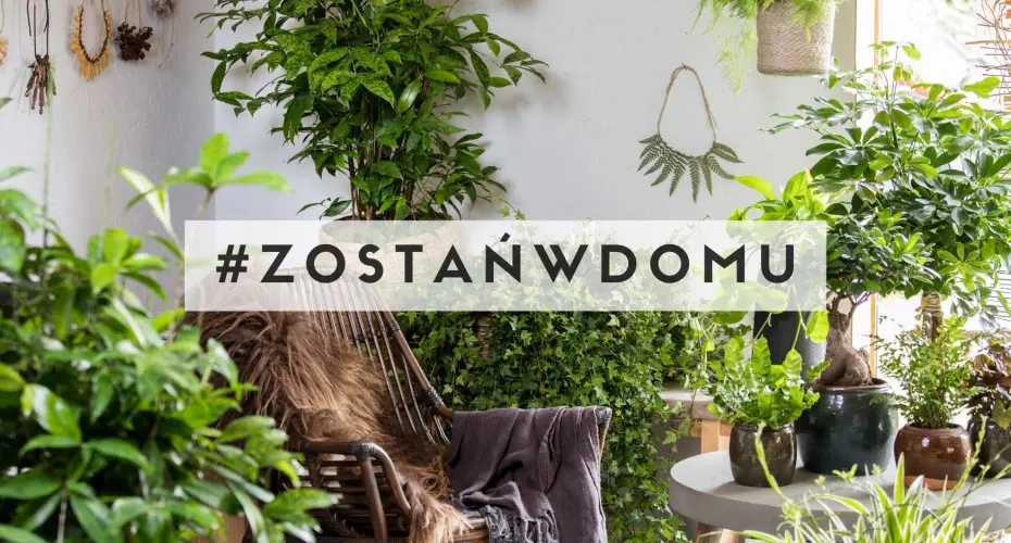 Urban Jungle | Jak założyć dżunglę w domu? Jakie rośliny doniczkowe wybrać?