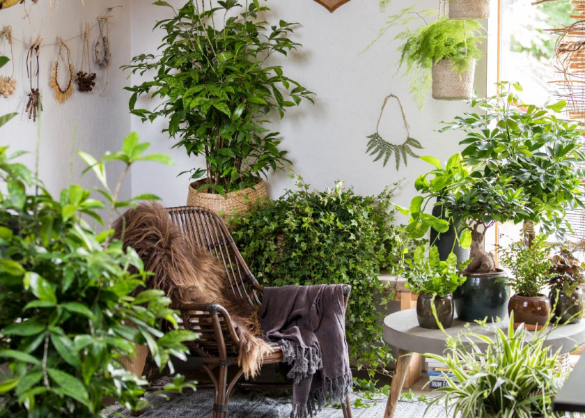 Domowa dżungla – galeria inspiracji Domowa dżungla – galeria inspiracji