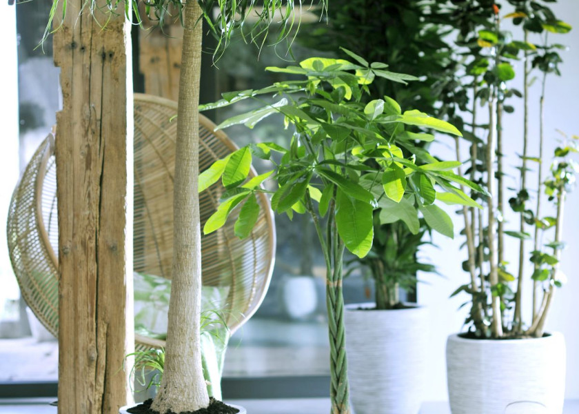Domowa dżungla – galeria inspiracji Domowa dżungla – galeria inspiracji
