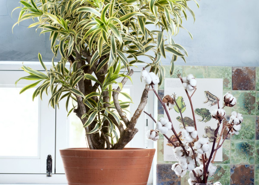 Domowa dżungla – galeria inspiracji Domowa dżungla – galeria inspiracji