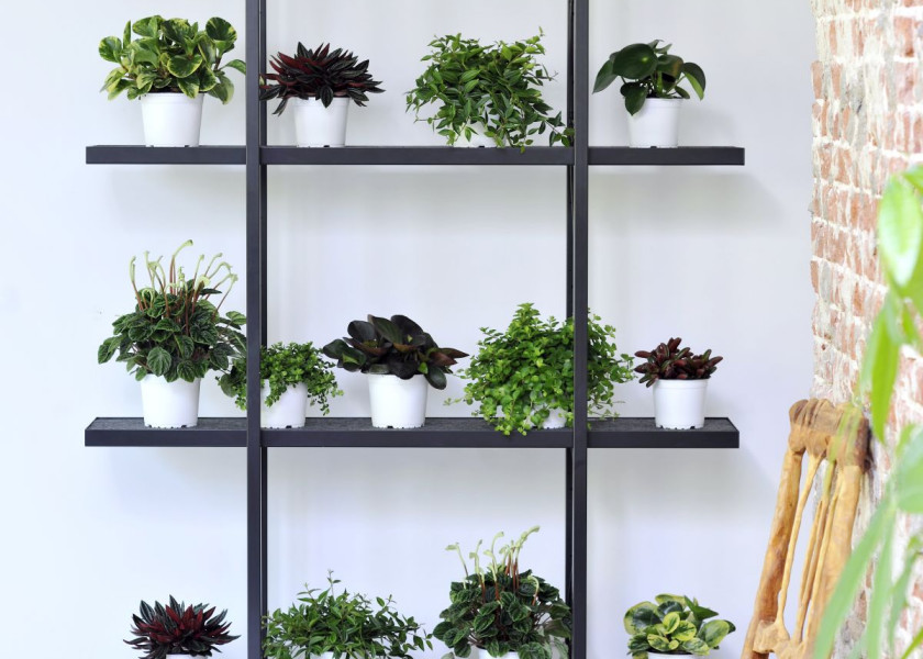 Domowa dżungla – galeria inspiracji Domowa dżungla – galeria inspiracji