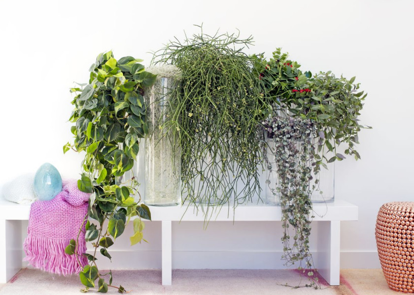 Domowa dżungla – galeria inspiracji Domowa dżungla – galeria inspiracji