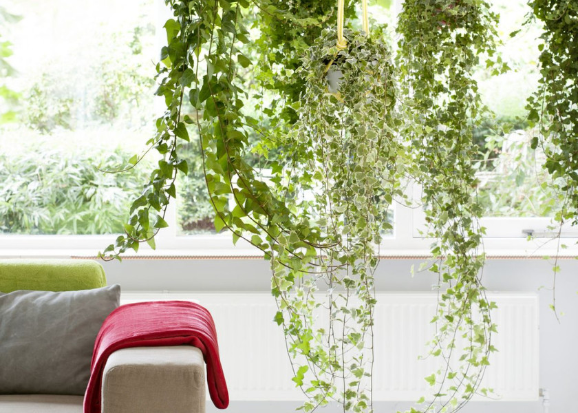 Domowa dżungla – galeria inspiracji Domowa dżungla – galeria inspiracji