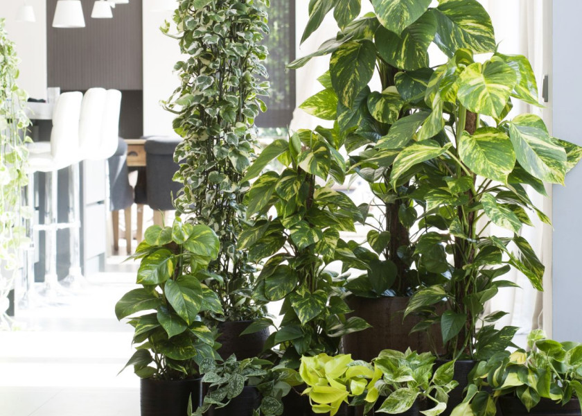 Domowa dżungla – galeria inspiracji Domowa dżungla – galeria inspiracji