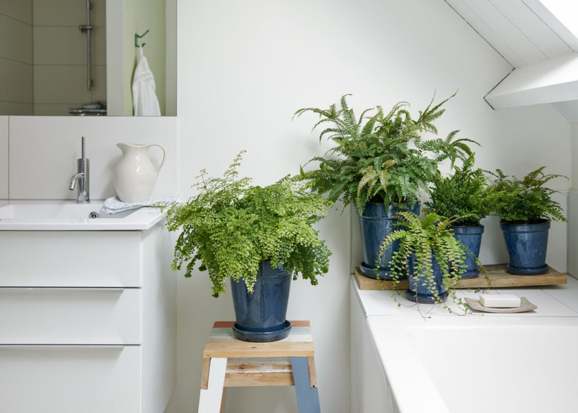 Domowa dżungla – galeria inspiracji Domowa dżungla – galeria inspiracji