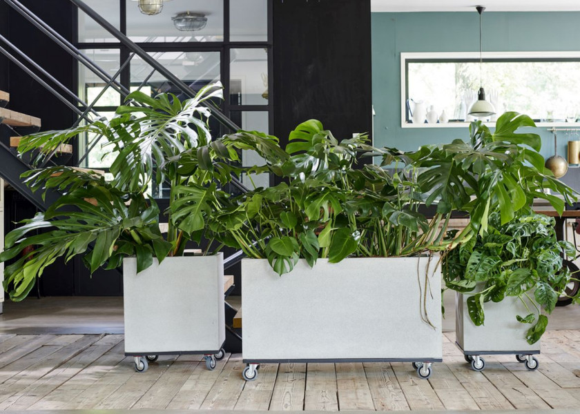 Domowa dżungla – galeria inspiracji Domowa dżungla – galeria inspiracji