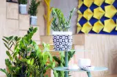 Domowa dżungla – galeria inspiracji