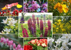 Kwiaty wczesnego lata: co kwitnie w czerwcu? Lista roślin