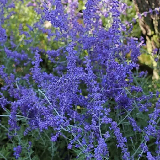 Perowskia łobodolistna