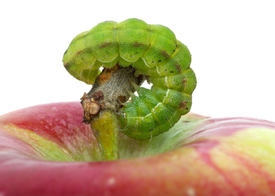 problemy w uprawie jabłoni i gruszy fot. digitalr - Depositphotos