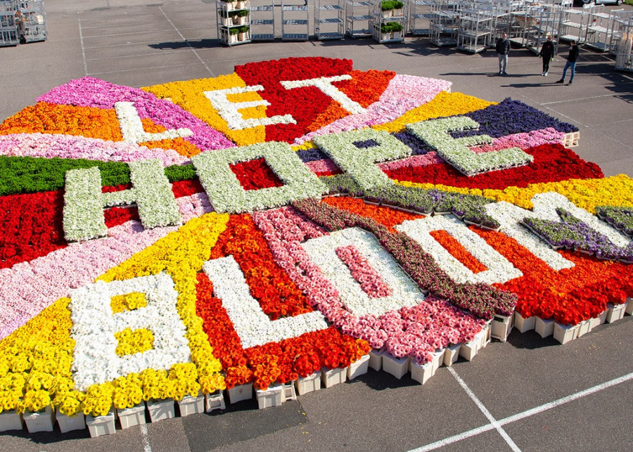 Kwiatowe przesłanie Niech rozkwita nadzieja fot. Flower Council Holland