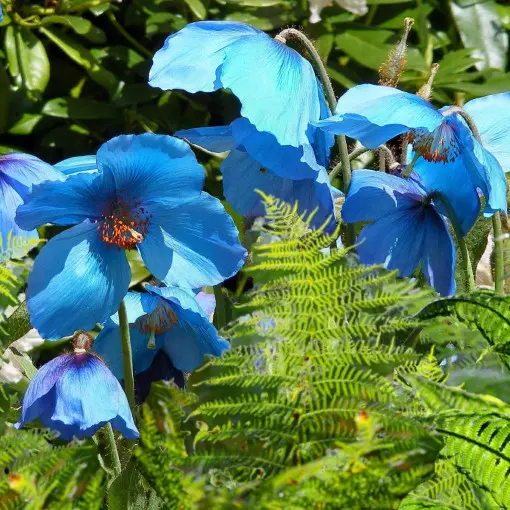 Saneskobaria kwietniowa