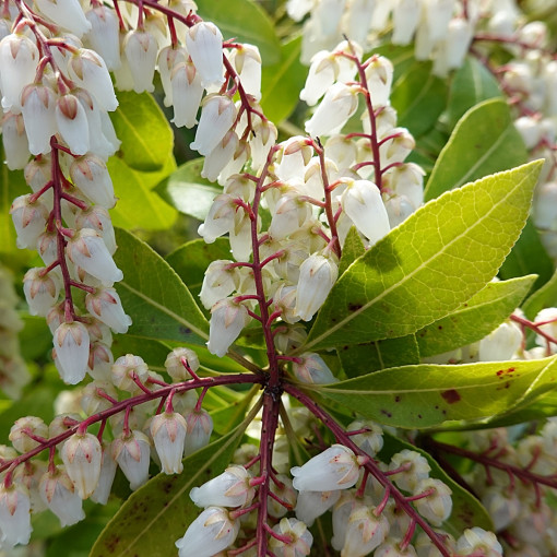 Pieris japoński