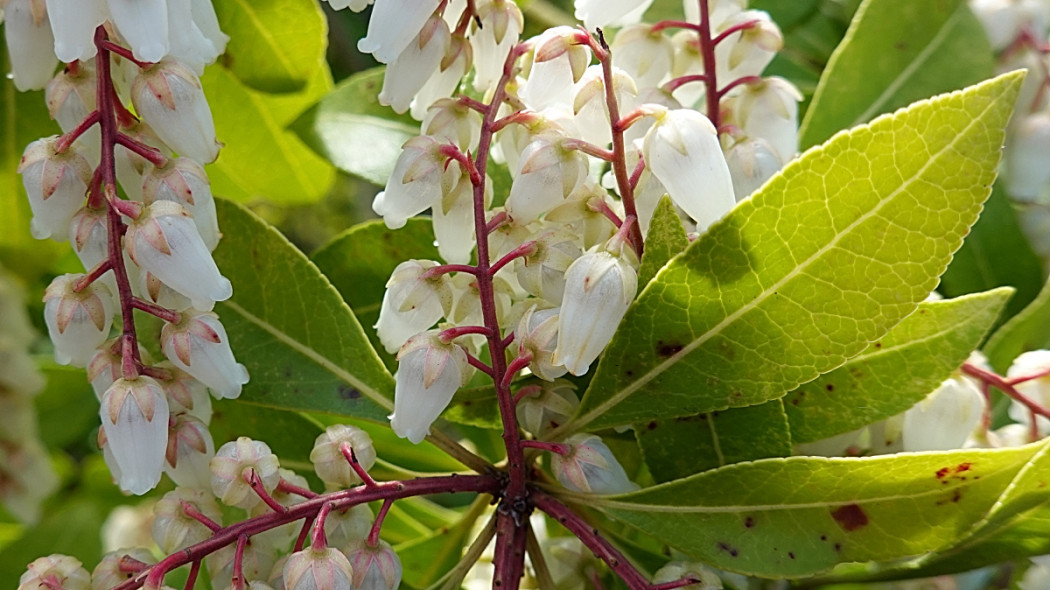 Pieris japoński, fot. Aline Dassel - Pixabay