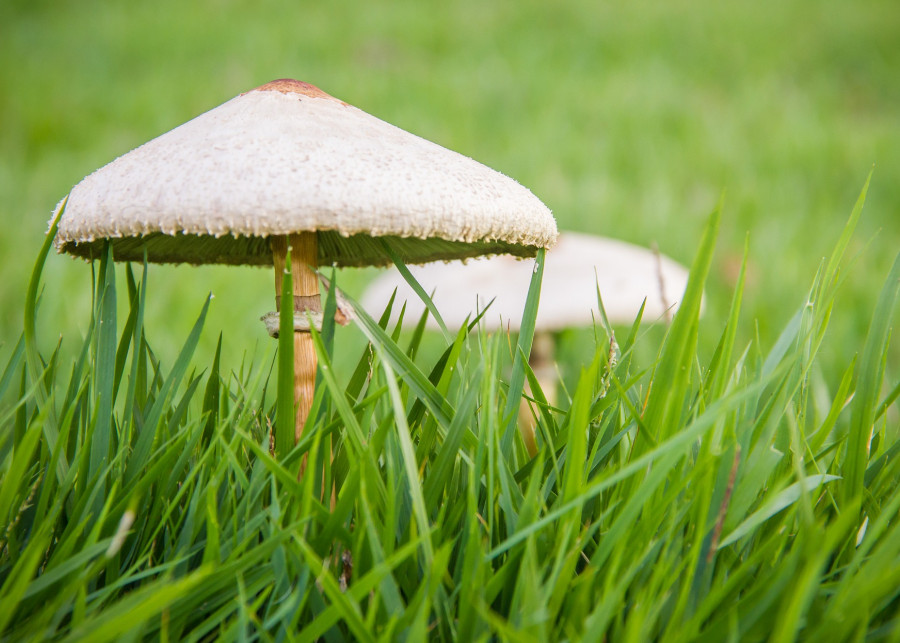 Mikoryza to symbioza grzybów i roślin fot. augustojunior843 - Pixabay