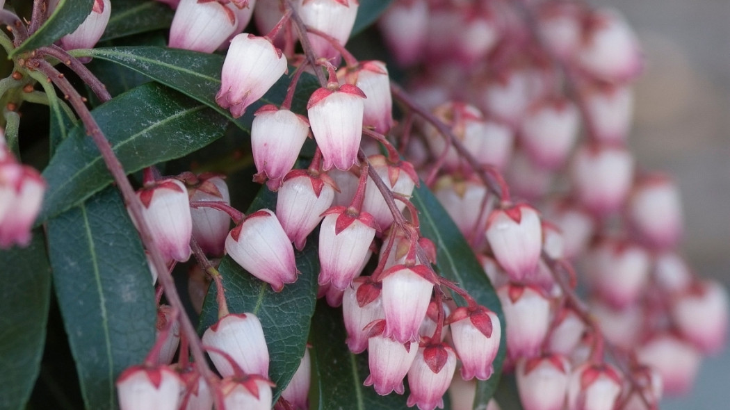 Pieris japoński, fot. iVerde